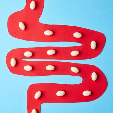 Was ist der Unterschied zwischen Präbiotika und Probiotika?