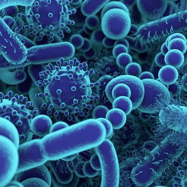 Geheimnisse der Darmgesundheit: Wie Mikrobiota dein Leben beeinflusst!