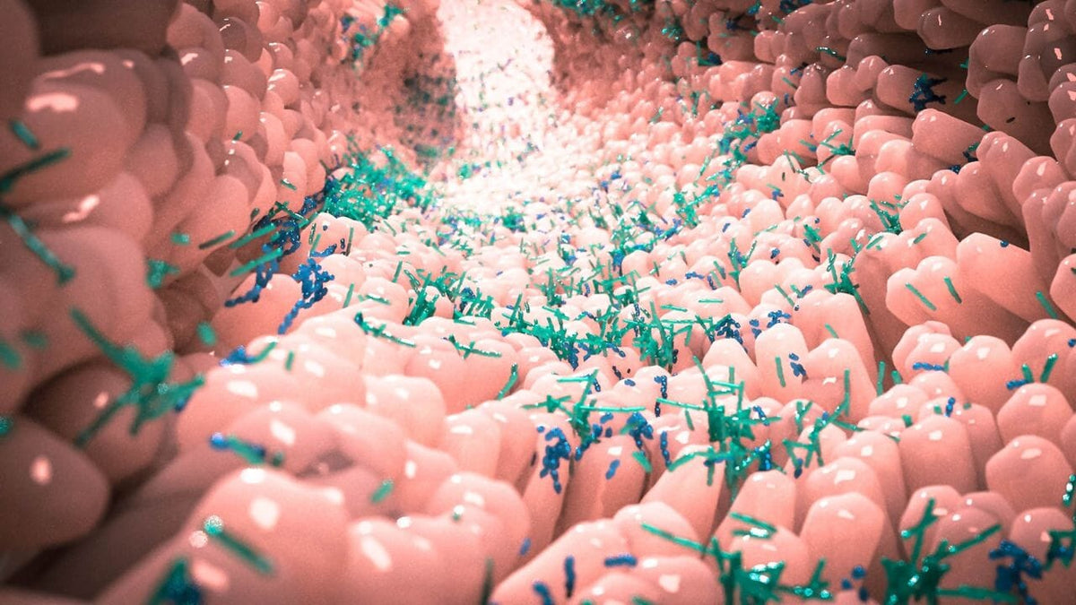 El papel de la microbiota intestinal en la gestión del peso