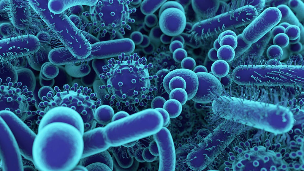 Was ist eine Mikrobiota? Wie funktioniert sie und was hat sie mit dem Darm zu tun?